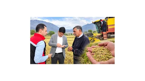 Çeltik hasadı sürüyor: Kaymakam Kayış üreticilerle tarlaya indi