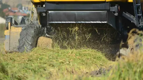 Çorum'un Osmancık ilçesinde pirinç hasadı başladı