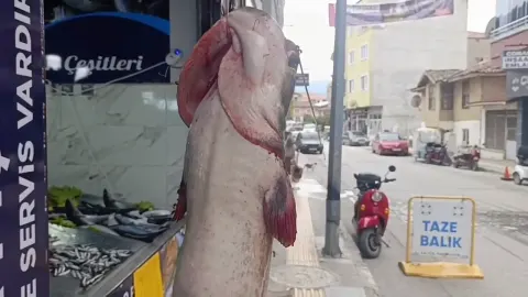 Dev yayın balığı ilgi odağı oldu, görenler şaşırdı