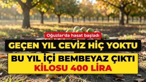 Geçen yıl ceviz hiç yoktu. Bu yıl içi bembeyaz çıktı, kilosu 400 lira