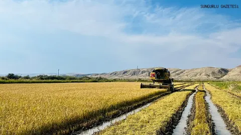 KULA KÖYÜNDE ÇELTİK HASADI BAŞLADI…