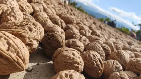 Oğuzlar Cevizi Bölge Ekonomisinin Güçlü Değerlerinden Biri Oluyor