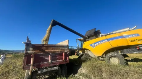 Osmancık’ta beyaz altın için hasat mesaisi başladı