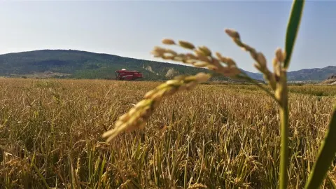 Osmancık’ta Çeltik Hasadı Başladı