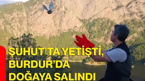 Şuhut’ta yetişti, Burdur’da doğaya salındı