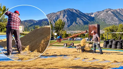 Vakit geldi: Hasadı başladı, Çayır’da kurutma telaşı